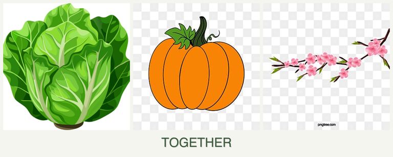 Can you plant lettuce, pumpkin and peaches together?