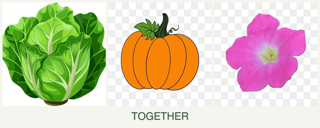 Can you plant lettuce, pumpkin and petunias together?