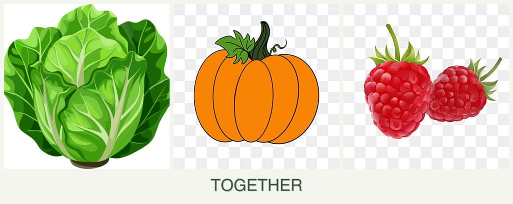 Can you plant lettuce, pumpkin and raspberries together?