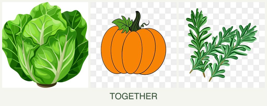 Can you plant lettuce, pumpkin and rosemary together?