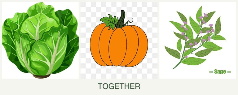 Can you plant lettuce, pumpkin and sage together?