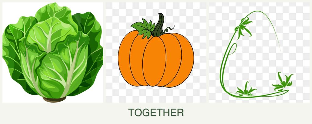 Can you plant lettuce, pumpkin and tarragon together?