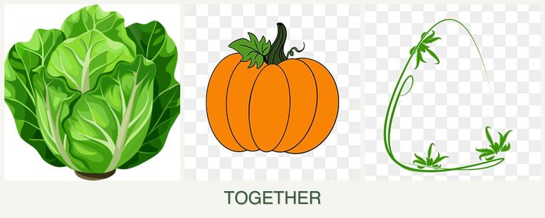 Can you plant lettuce, pumpkin and tarragon together?