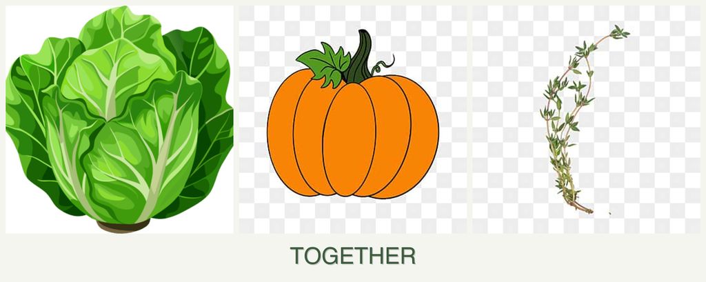 Can you plant lettuce, pumpkin and thyme together?