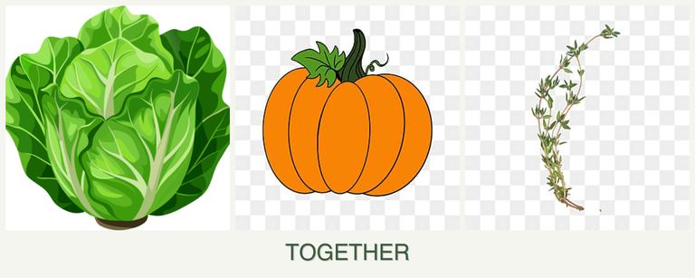 Can you plant lettuce, pumpkin and thyme together?