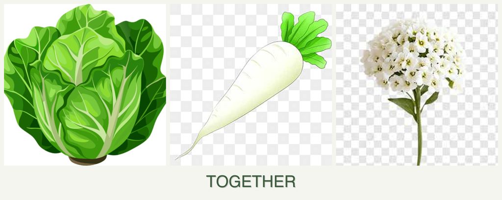 Can you plant lettuce, radishes and alyssum together?