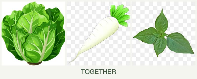 Can you plant lettuce, radishes and basil together?