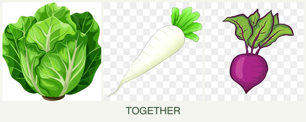 Can you plant lettuce, radishes and beets together?