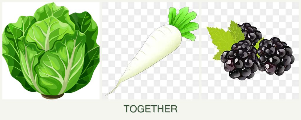 Can you plant lettuce, radishes and blackberries together?