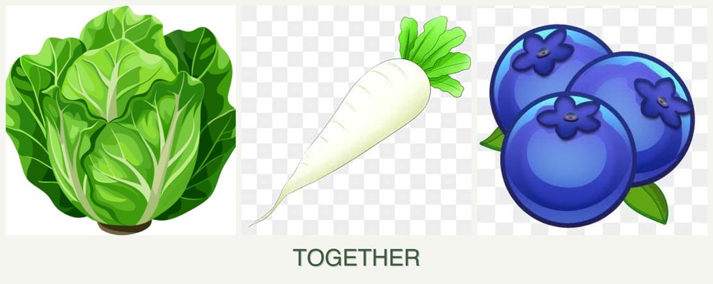 Can you plant lettuce, radishes and blueberries together?