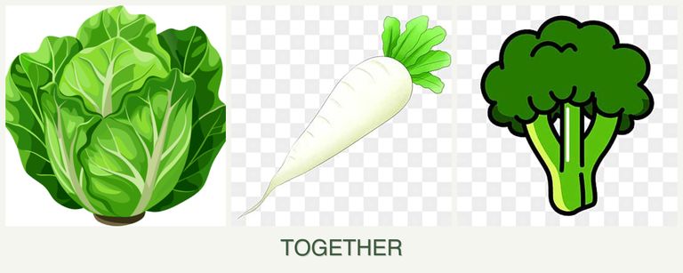 Can you plant lettuce, radishes and broccoli together?