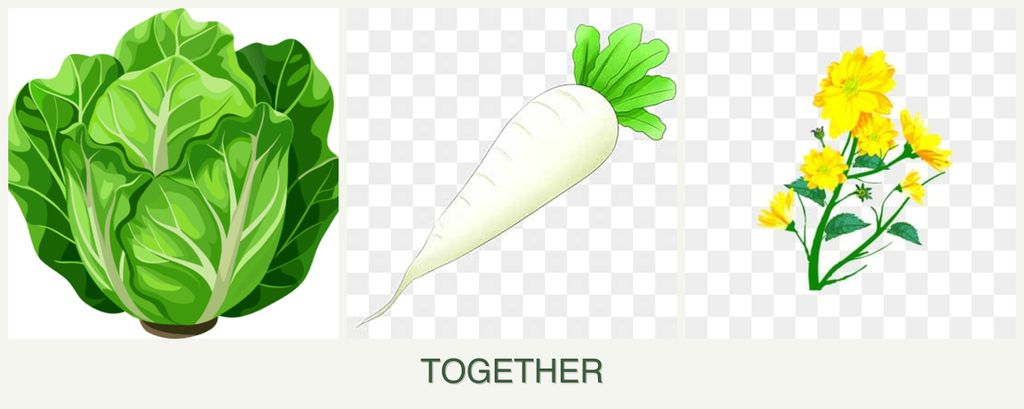 Can you plant lettuce, radishes and calendula together?