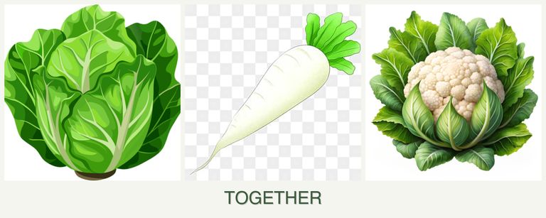 Can you plant lettuce, radishes and cauliflower together?