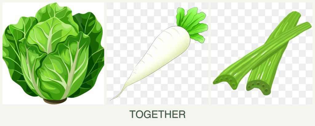 Can you plant lettuce, radishes and celery together?