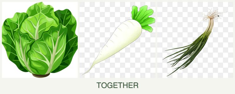Can you plant lettuce, radishes and chives together?