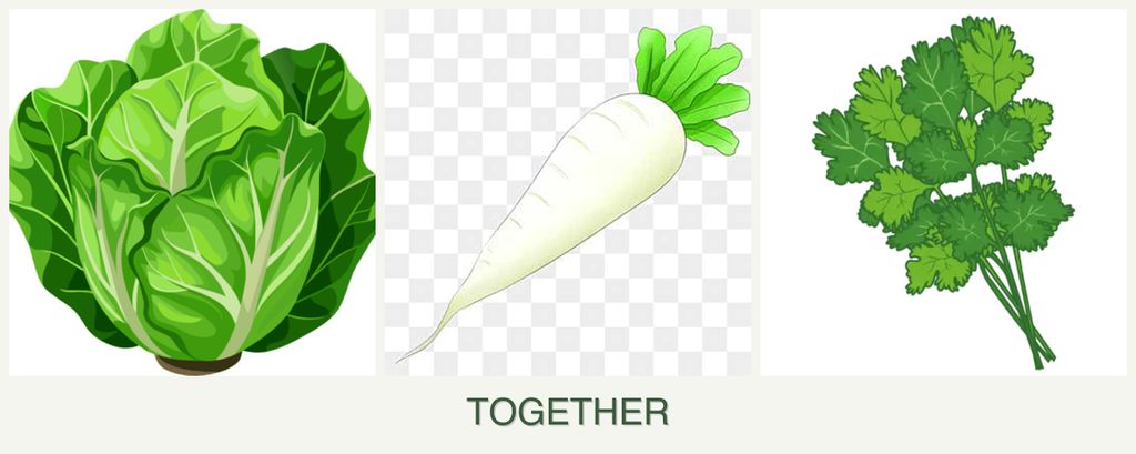 Can you plant lettuce, radishes and cilantro together?