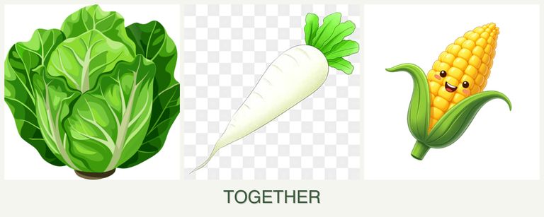 Can you plant lettuce, radishes and corn together?