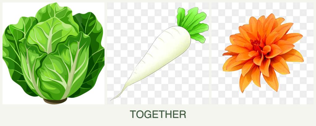 Can you plant lettuce, radishes and dahlias together?
