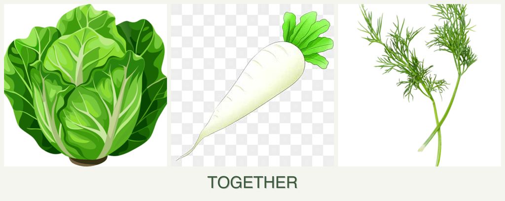 Can you plant lettuce, radishes and dill together?