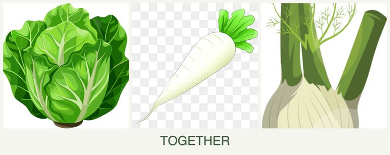 Can you plant lettuce, radishes and fennel together?