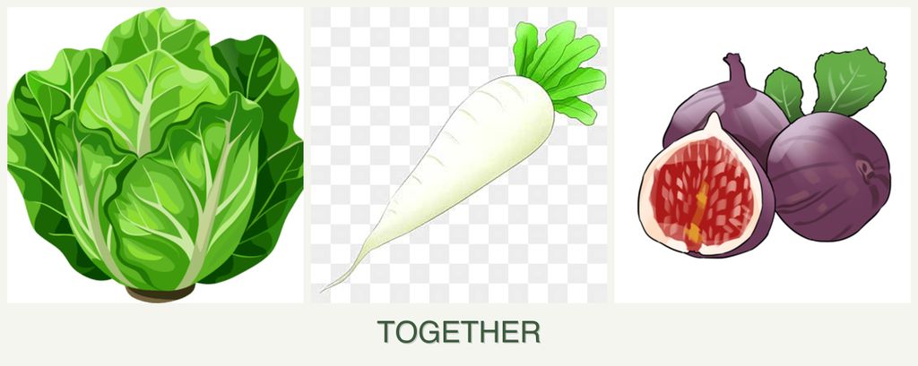 Can you plant lettuce, radishes and figs together?