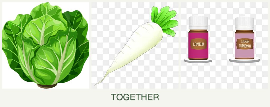 Can you plant lettuce, radishes and geraniums together?