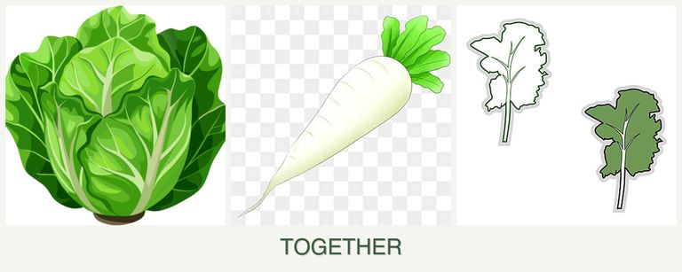 Can you plant lettuce, radishes and kale together?