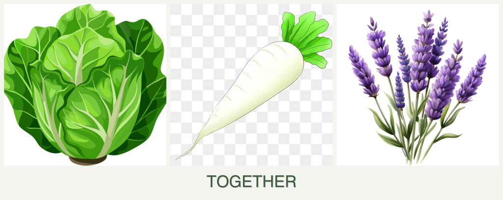 Can you plant lettuce, radishes and lavender together?