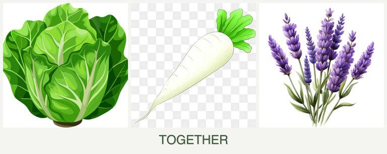 Can you plant lettuce, radishes and lavender together?