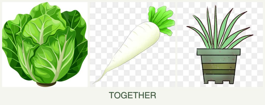 Can you plant lettuce, radishes and lemongrass together?