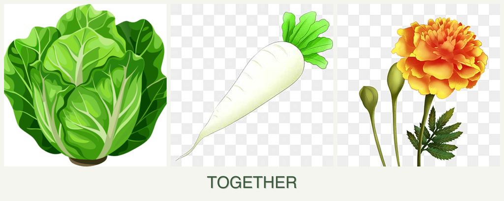 Can you plant lettuce, radishes and marigolds together?