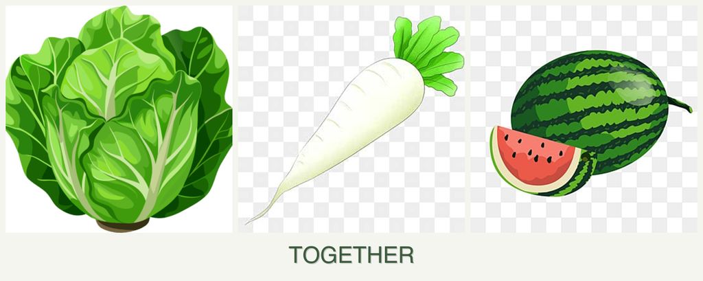 Can you plant lettuce, radishes and melons together?