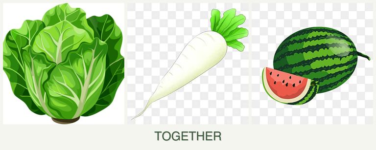 Can you plant lettuce, radishes and melons together?