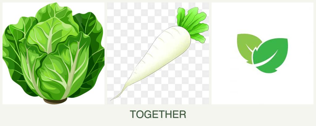 Can you plant lettuce, radishes and mint together?