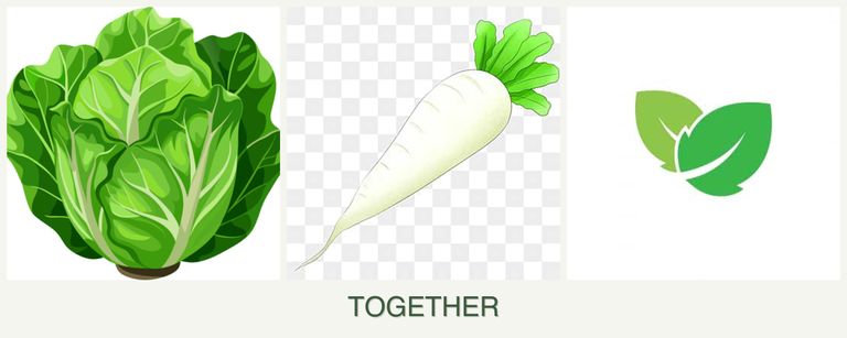 Can you plant lettuce, radishes and mint together?