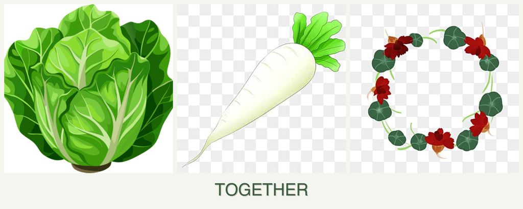 Can you plant lettuce, radishes and nasturtiums together?