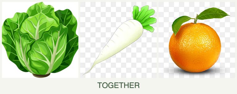 Can you plant lettuce, radishes and oranges together?