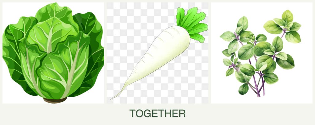 Can you plant lettuce, radishes and oregano together?