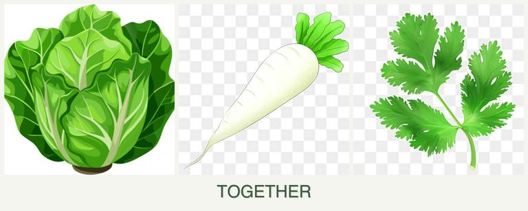 Can you plant lettuce, radishes and parsley together?