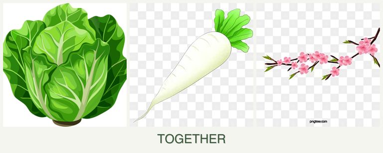 Can you plant lettuce, radishes and peaches together?