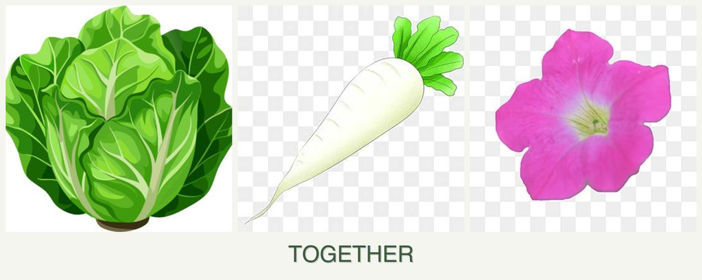 Can you plant lettuce, radishes and petunias together?