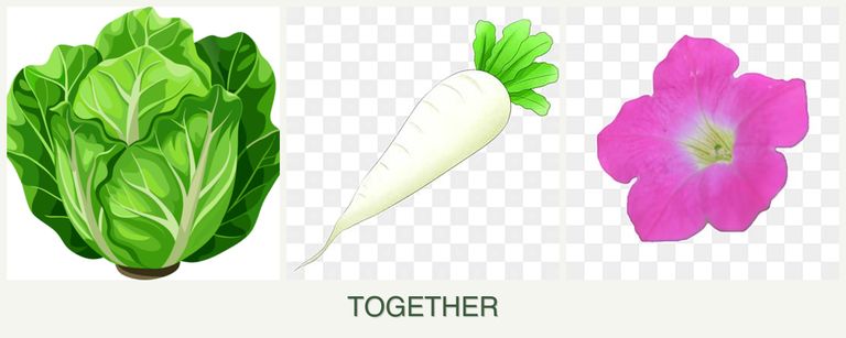 Can you plant lettuce, radishes and petunias together?