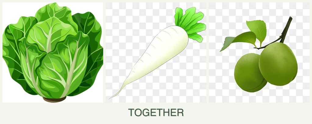 Can you plant lettuce, radishes and plums together?
