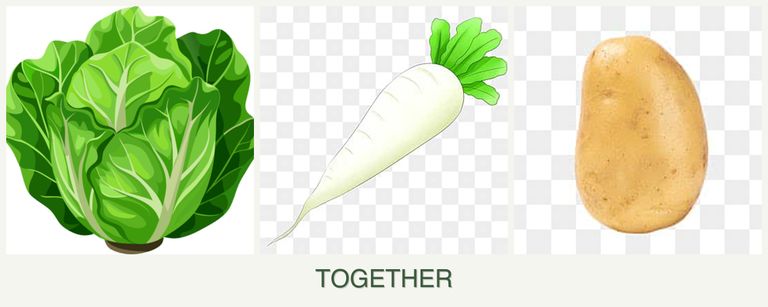 Can you plant lettuce, radishes and potatoes together?