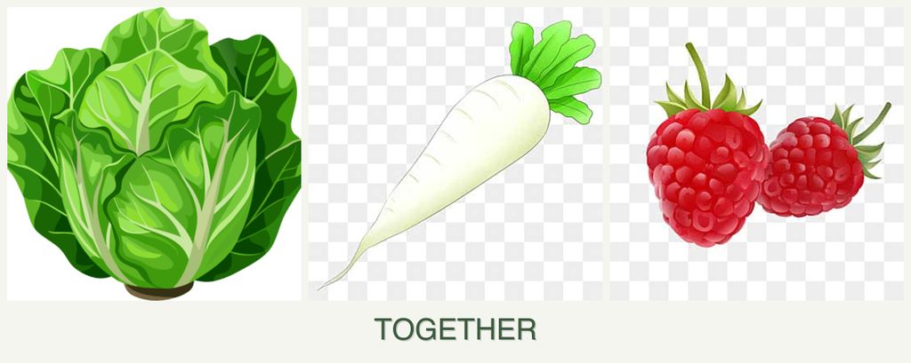 Can you plant lettuce, radishes and raspberries together?