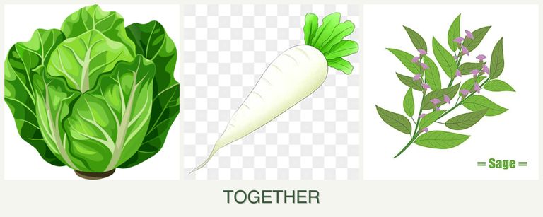 Can you plant lettuce, radishes and sage together?