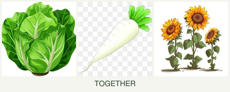 Can you plant lettuce, radishes and sunflowers together?
