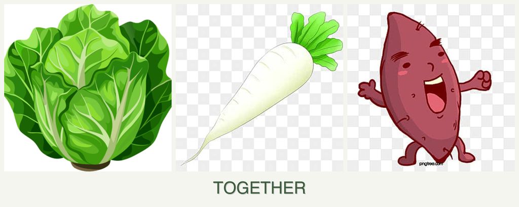 Can you plant lettuce, radishes and sweet potatoes together?