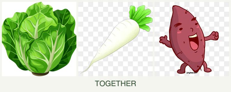 Can you plant lettuce, radishes and sweet potatoes together?