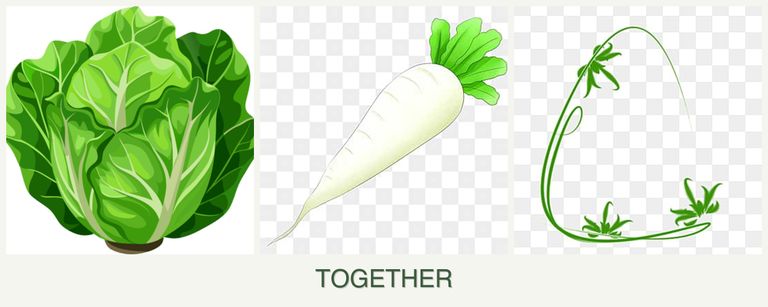Can you plant lettuce, radishes and tarragon together?